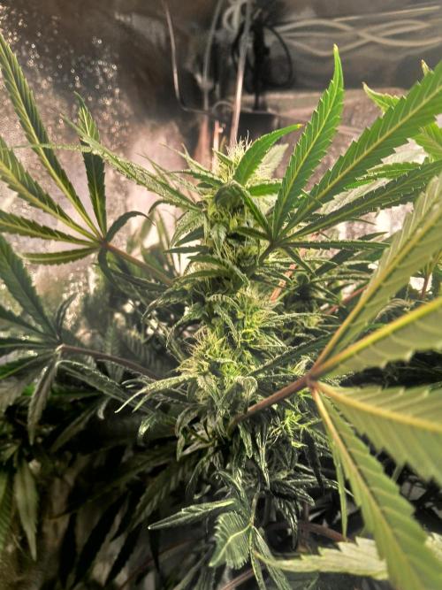 LECG Gen3 RDWC 10w. Week 14