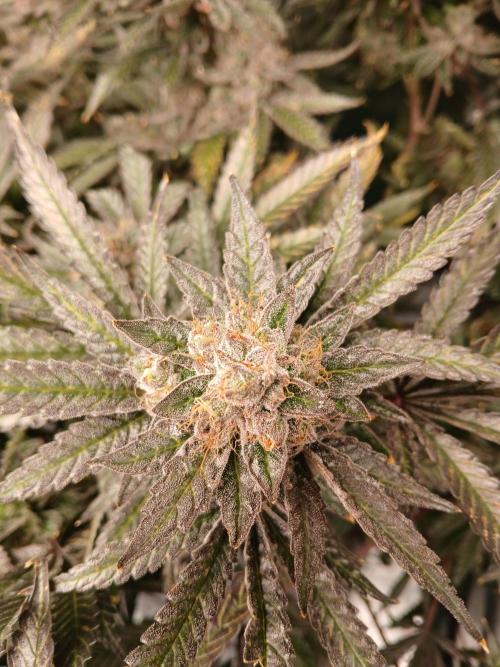 LECG Gen3 RDWC 7w. Week 15