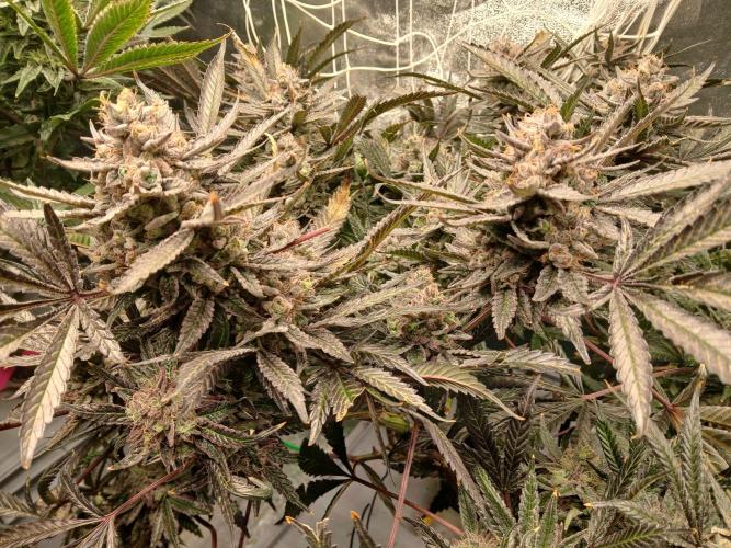 LECG Gen3 RDWC 7w. Week 15