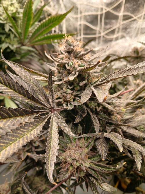 LECG Gen3 RDWC 7w. Week 15