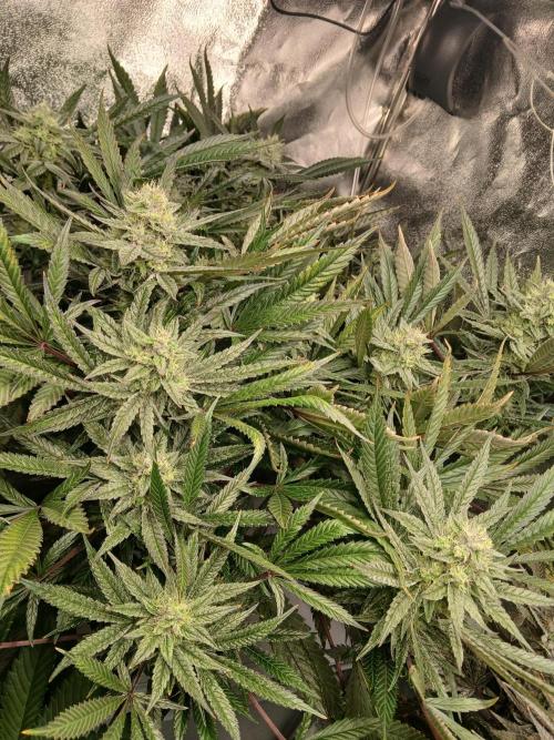 LECG Gen3 RDWC 10w. Week 15