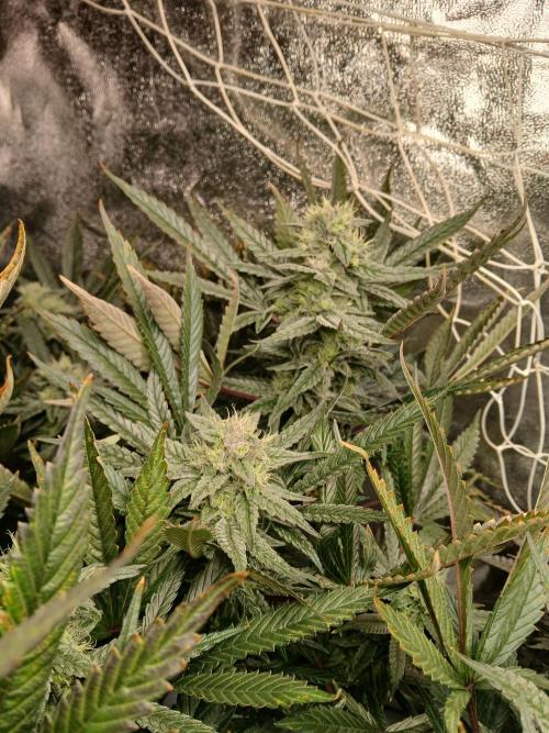 LECG Gen3 RDWC 10w. Week 15