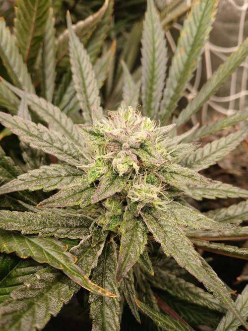 LECG Gen3 RDWC 10w. Week 15