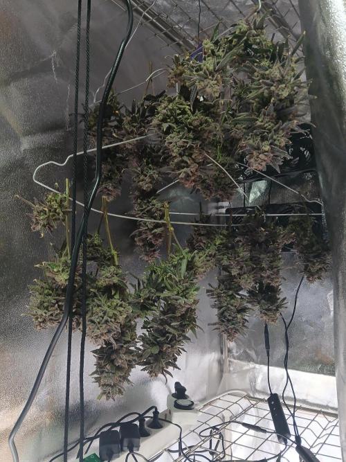 LECG Gen3 RDWC 7w. Week 16