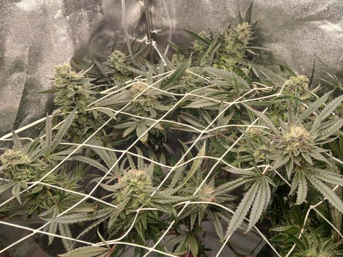 LECG Gen3 RDWC 10w. Week 16