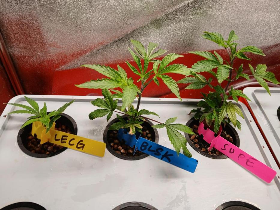 BLSK Gen1 RDWC. Week 4 - BLSK = Blue Skunk