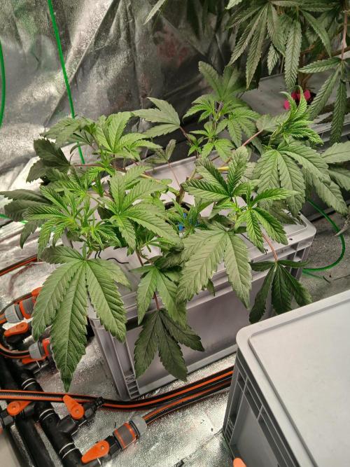 BLSK Gen1 RDWC. Week 7