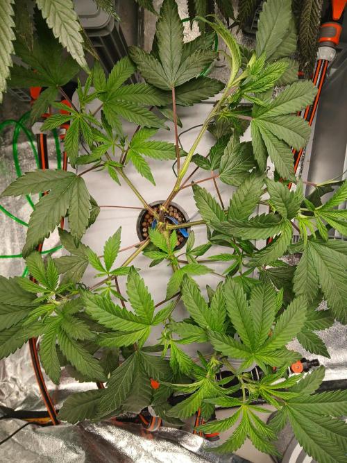 BLSK Gen1 RDWC. Week 7