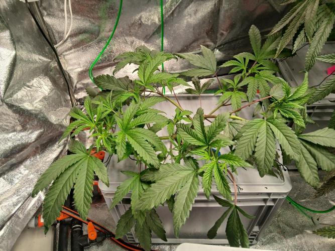 BLSK Gen1 RDWC. Week 7