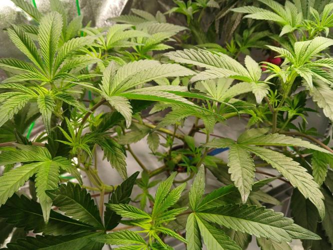 BLSK Gen1 RDWC. Week 8