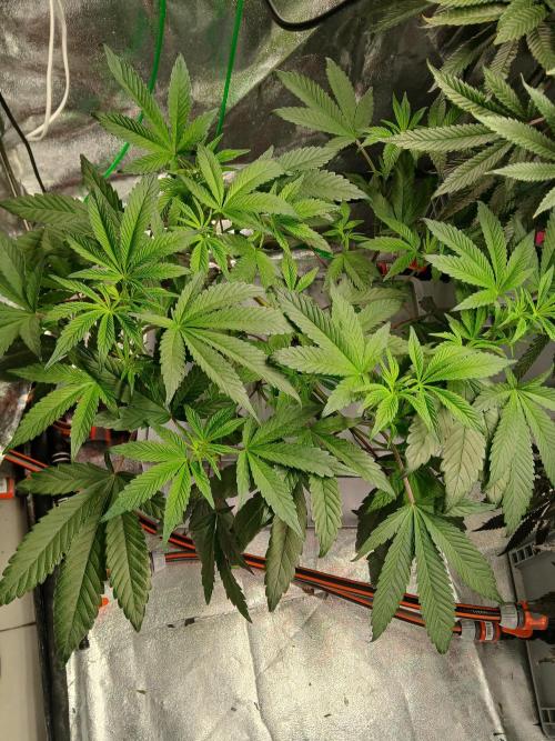 BLSK Gen1 RDWC. Week 8