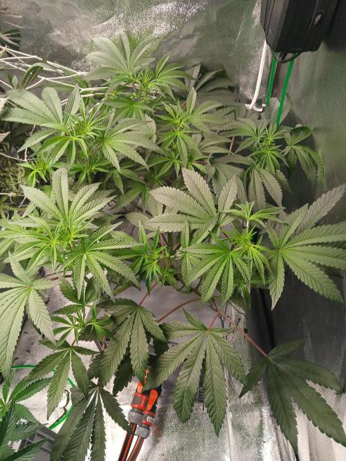 BLSK Gen1 RDWC. Week 9