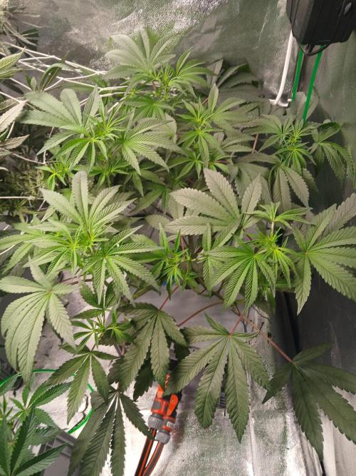 BLSK Gen1 RDWC. Week 9