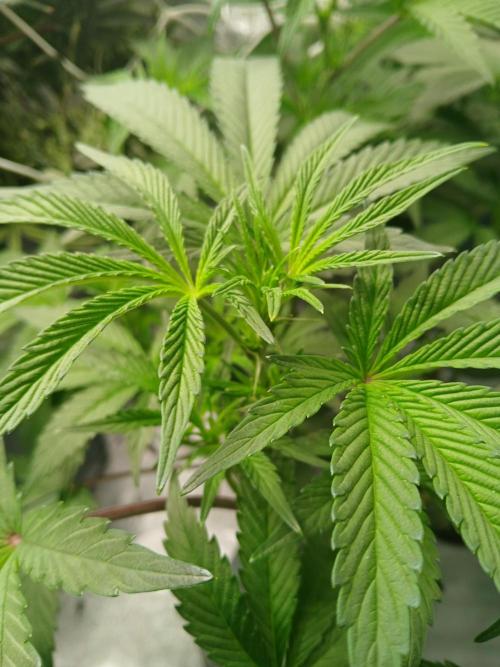 BLSK Gen1 RDWC. Week 9