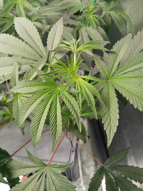 BLSK Gen1 RDWC. Week 9