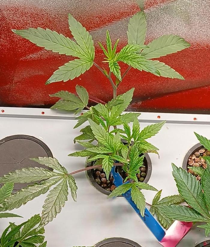 BLSK Gen1 RDWC 7w. Week 5