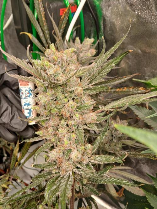 LECG #1 Gen1 RDWC. Week 14