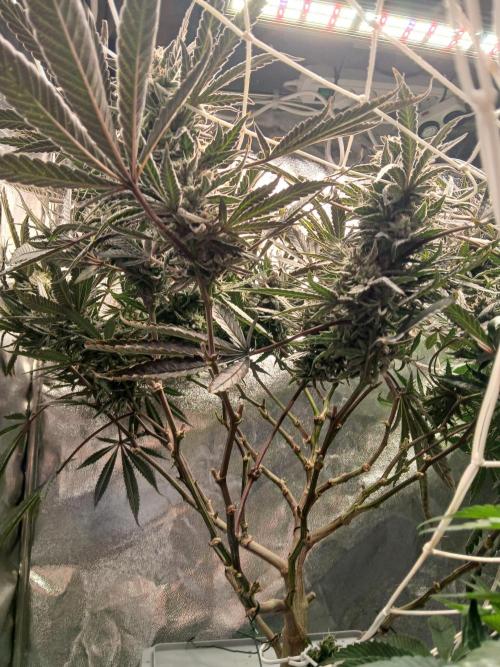 LECG Gen3 RDWC 10w. Week 17