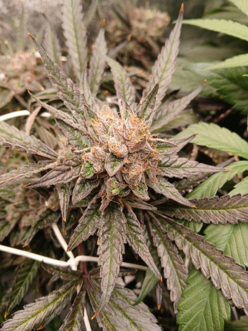 LECG Gen3 RDWC 10w. Week 17