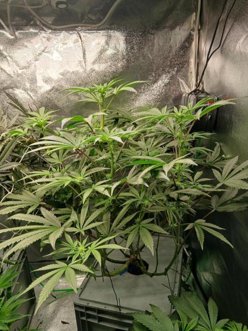 BLSK Gen1 RDWC 7w. Week 10