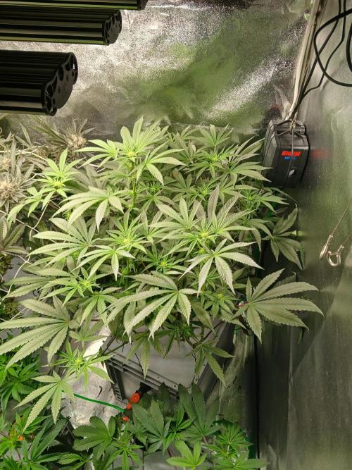 BLSK Gen1 RDWC 7w. Week 10