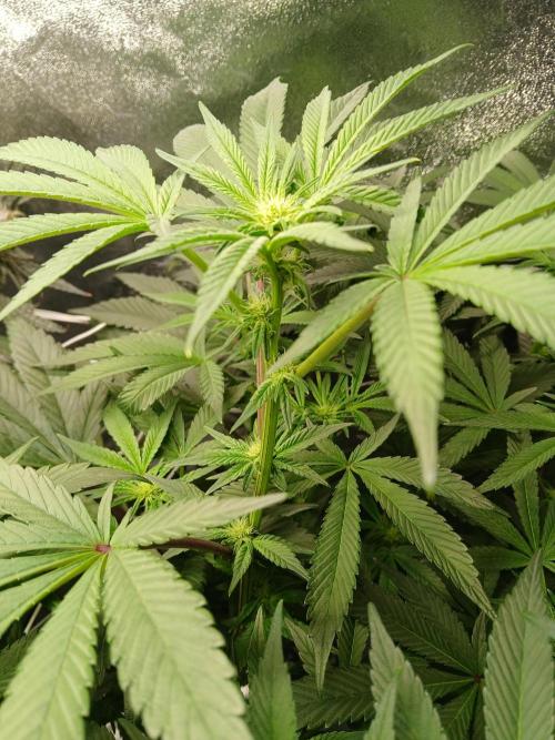 BLSK Gen1 RDWC 7w. Week 10