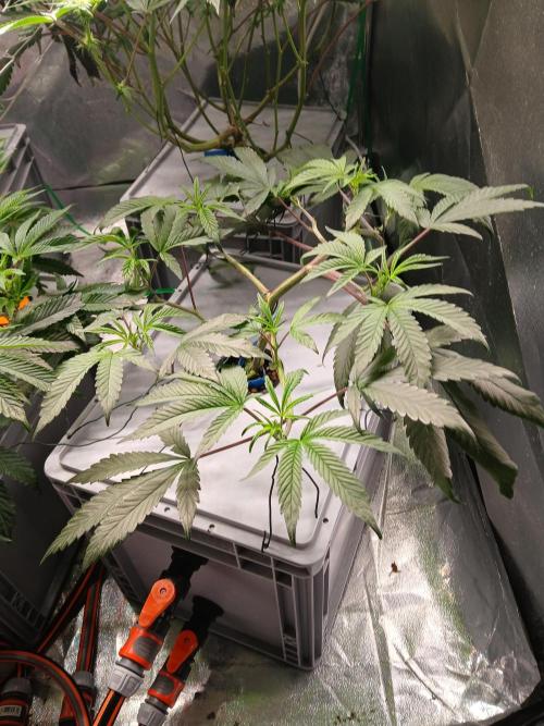 BLSK Gen1 RDWC 10w. Week 10