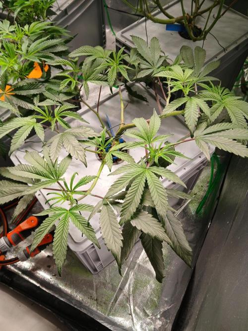 BLSK Gen1 RDWC 10w. Week 10