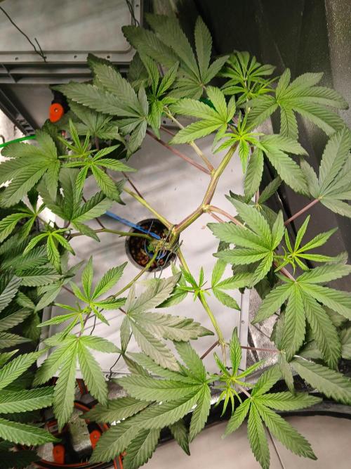 BLSK Gen1 RDWC 10w. Week 10