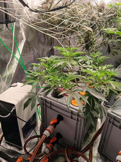 SUPE Gen1 RDWC. Week 11