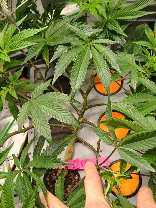 SUPE Gen1 RDWC. Week 11