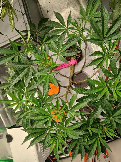 SUPE Gen1 RDWC. Week 10