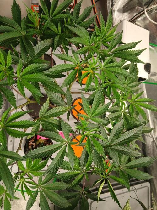 SUPE Gen1 RDWC. Week 10