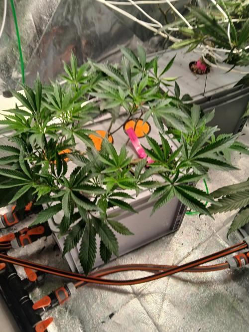 SUPE Gen1 RDWC. Week 10