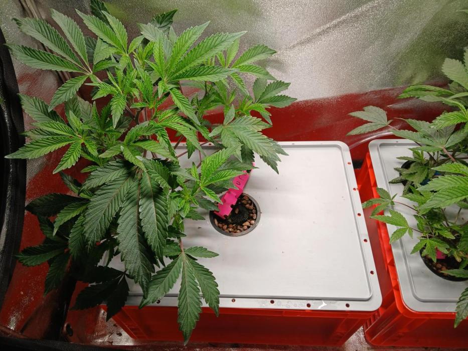 SUPE Gen1 RDWC. Week 8