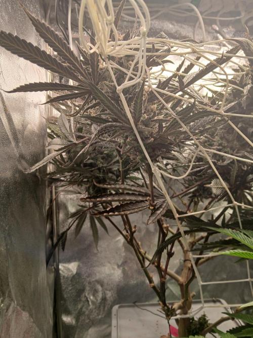 LECG Gen3 RDWC 10w. Week 18