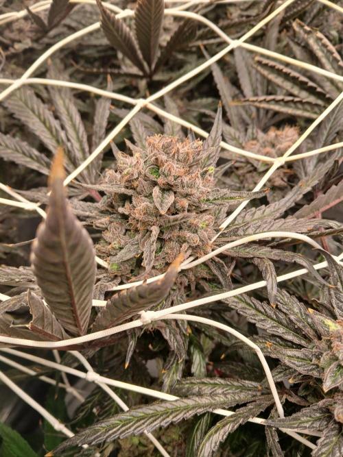 LECG Gen3 RDWC 10w. Week 18