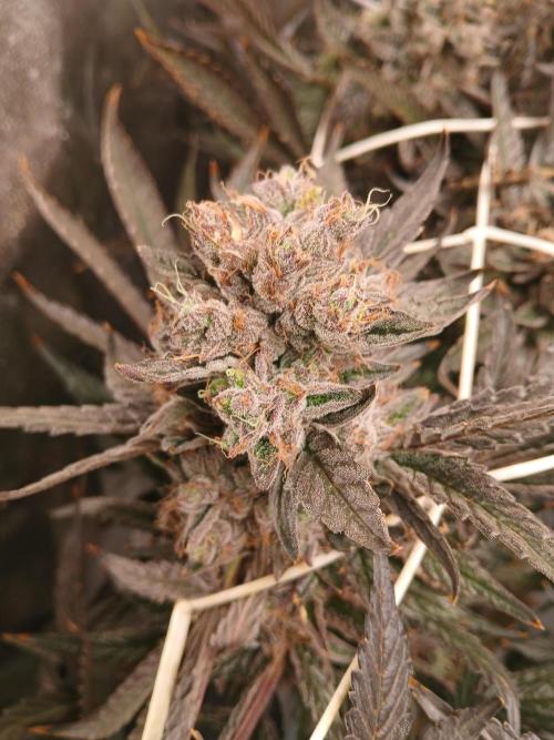 LECG Gen3 RDWC 10w. Week 18