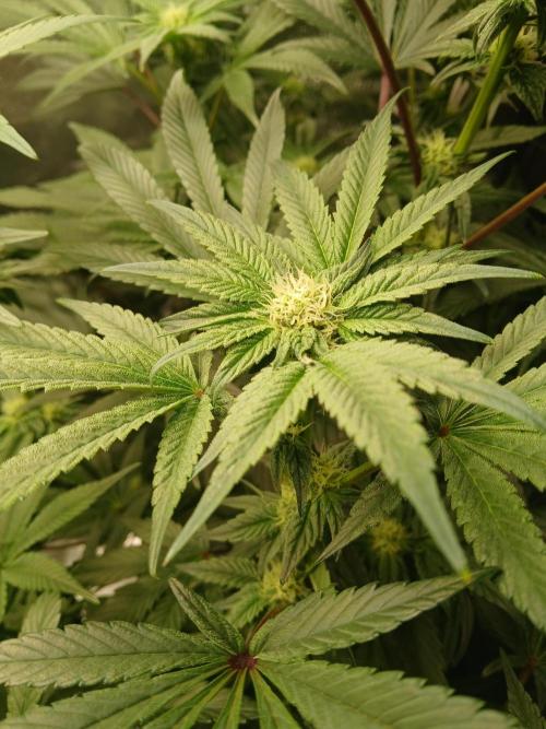 BLSK Gen1 RDWC 7w. Week 11