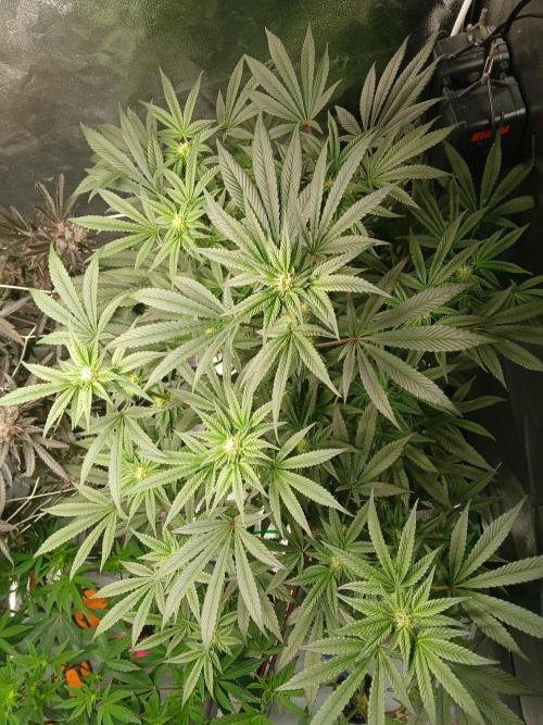 BLSK Gen1 RDWC 7w. Week 11