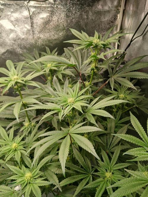 BLSK Gen1 RDWC 7w. Week 11