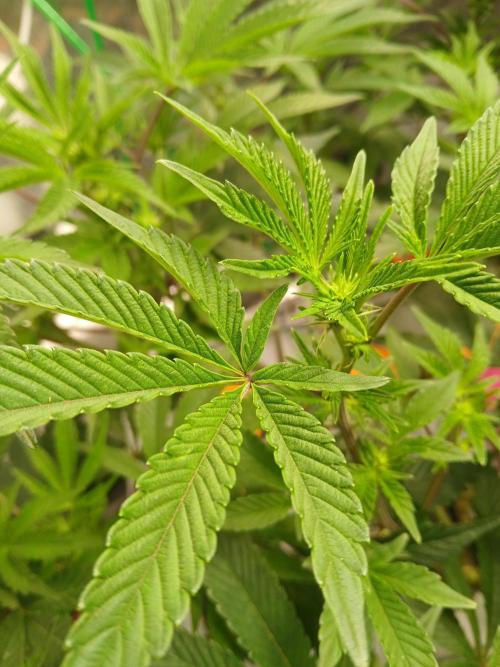 SUPE Gen1 RDWC. Week 12