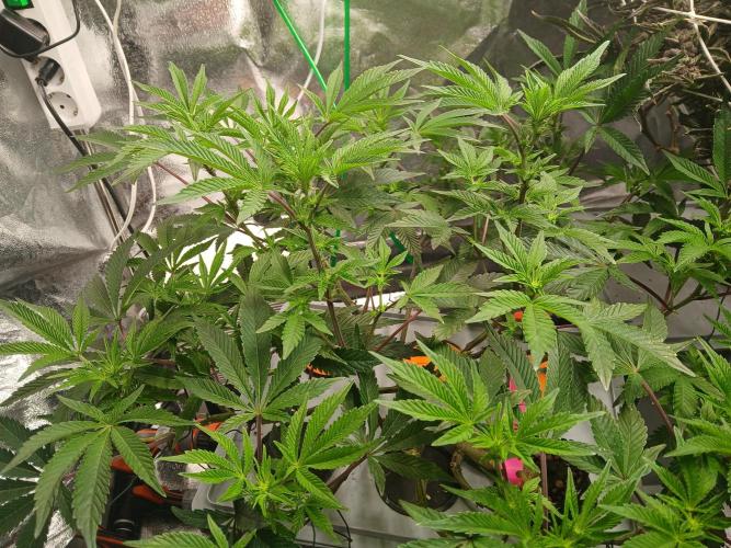 SUPE Gen1 RDWC. Week 12