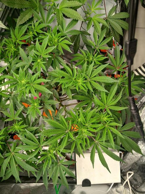 SUPE Gen1 RDWC. Week 12