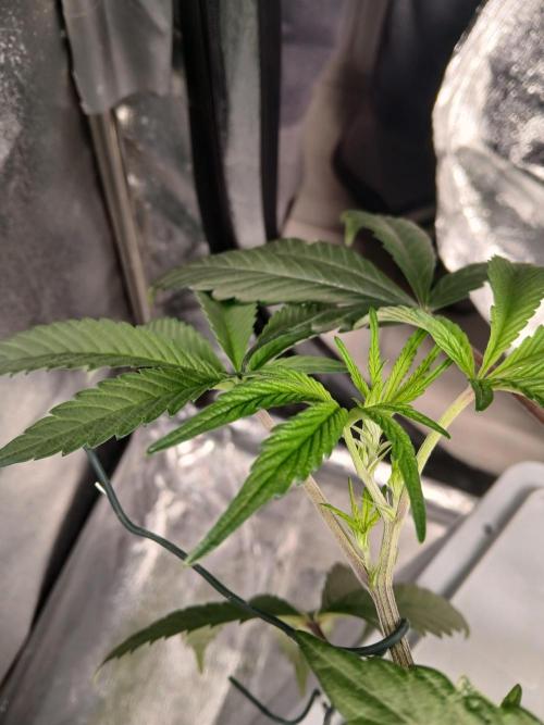 BLSK Gen1 RDWC 10w. Week 11