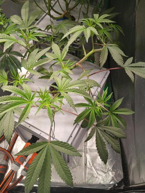 BLSK Gen1 RDWC 10w. Week 11