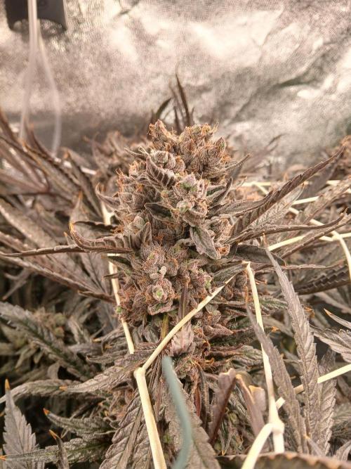 LECG Gen3 RDWC 10w. Week 19