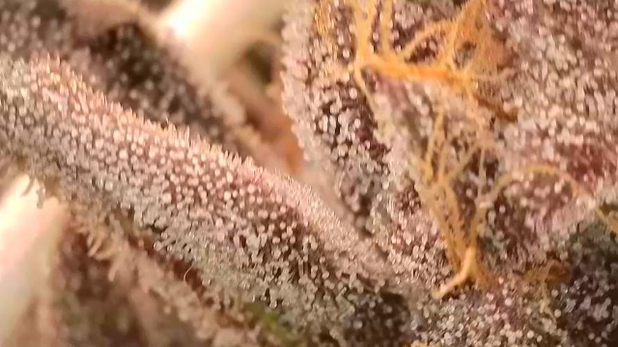 LECG Gen3 RDWC 10w. Week 19