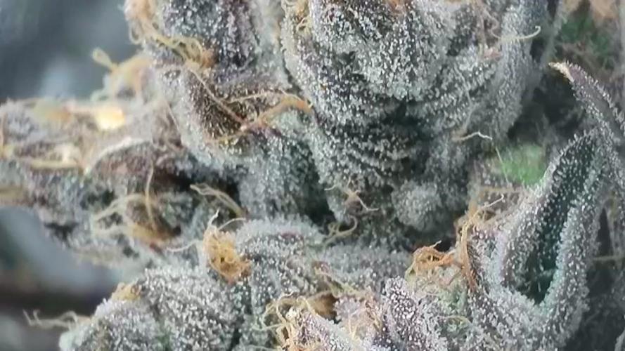 LECG Gen3 RDWC 10w. Week 19