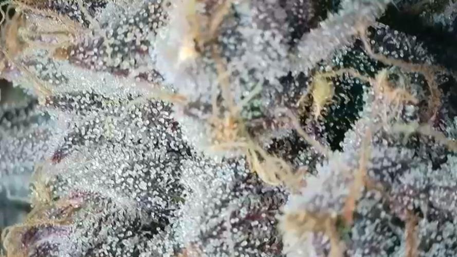 LECG Gen3 RDWC 10w. Week 19